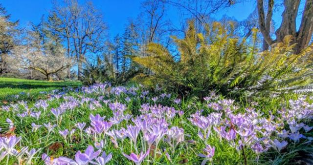 Garden photo