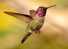 Anna Hummingbird