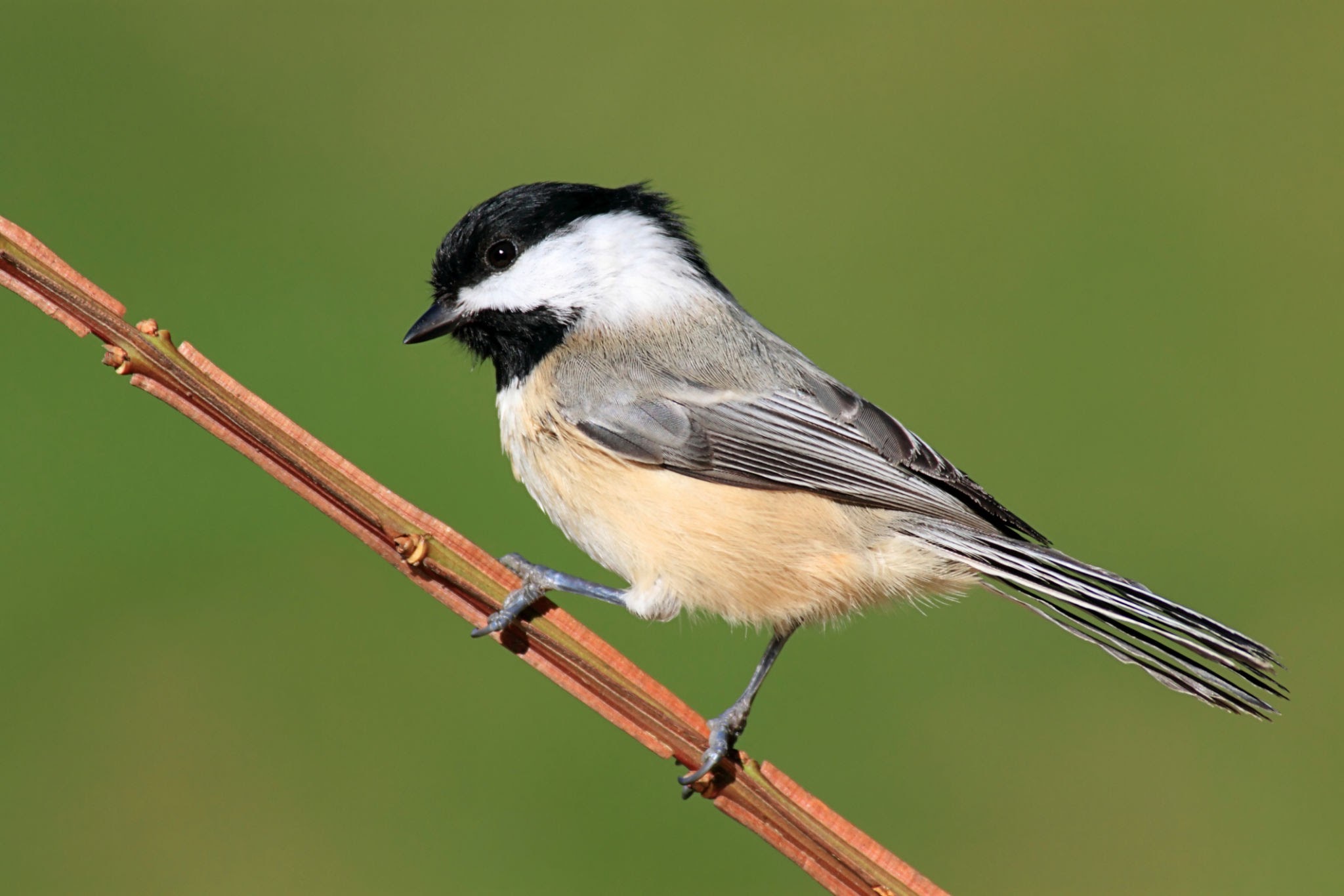 Black-capped Chickadee