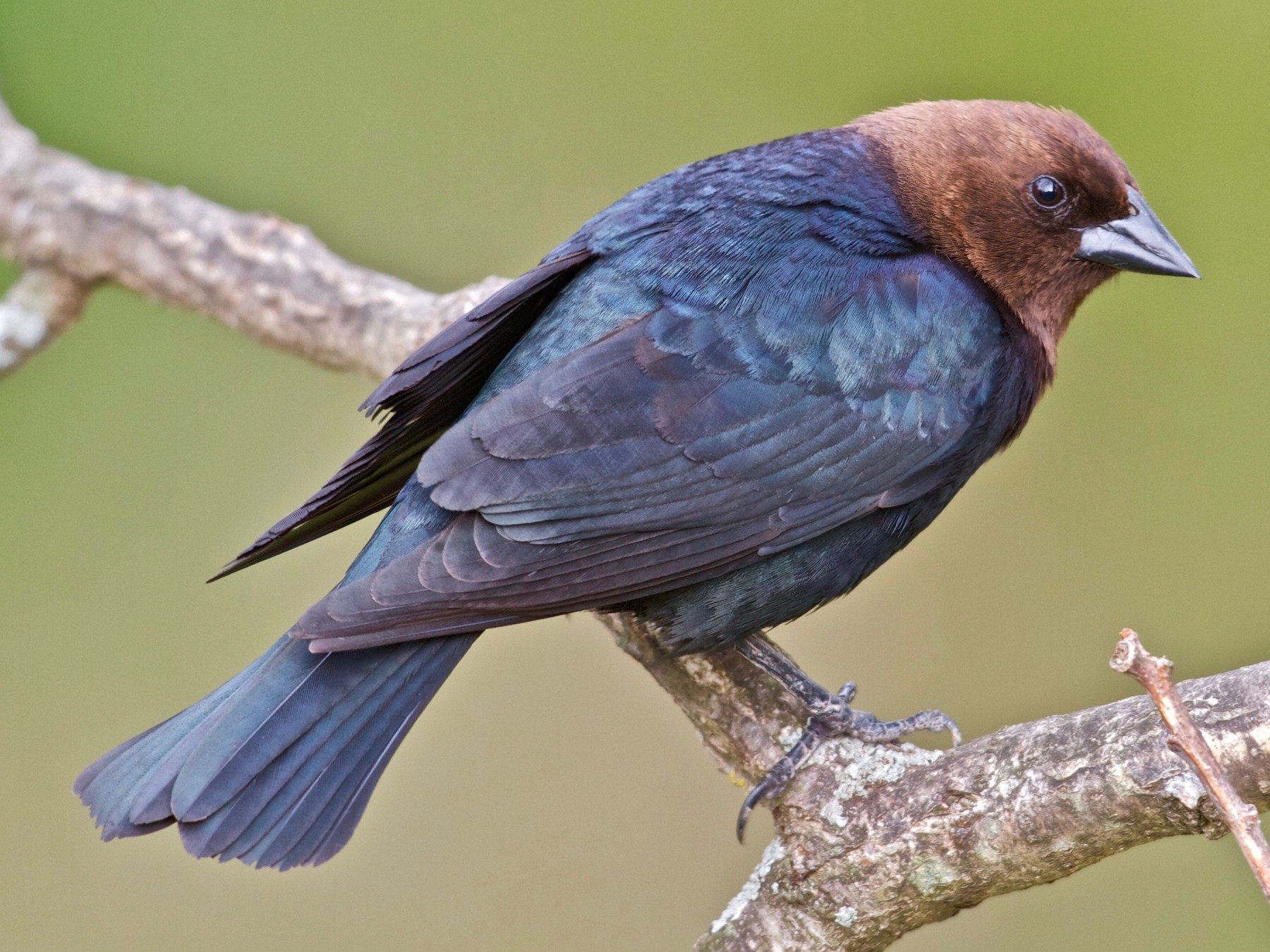 Brown headed cowbird