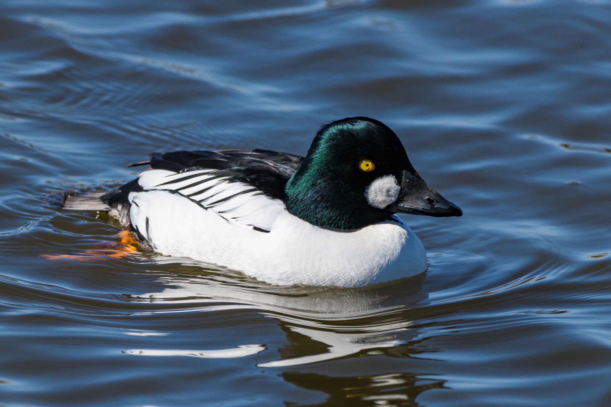 Common Goldeneye