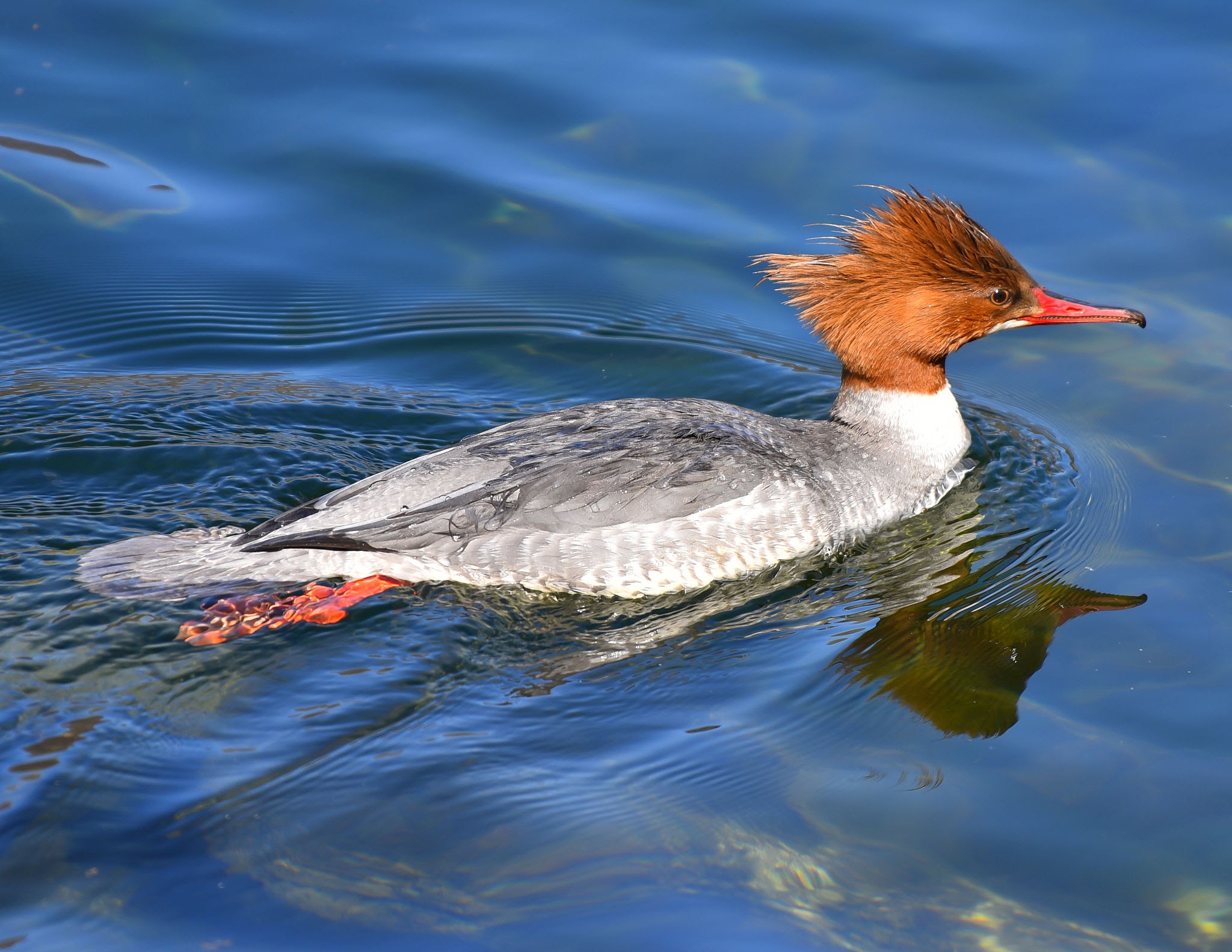 Common Merganser