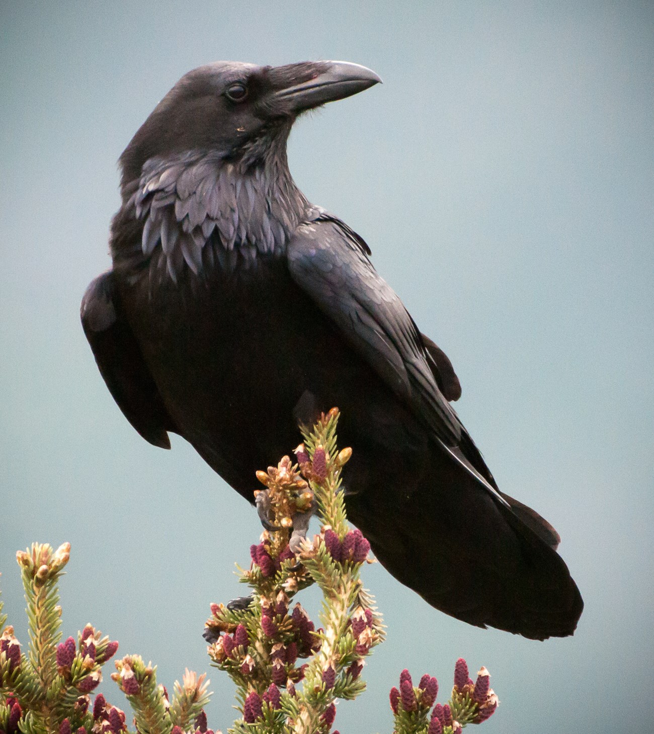 Common Ravens 