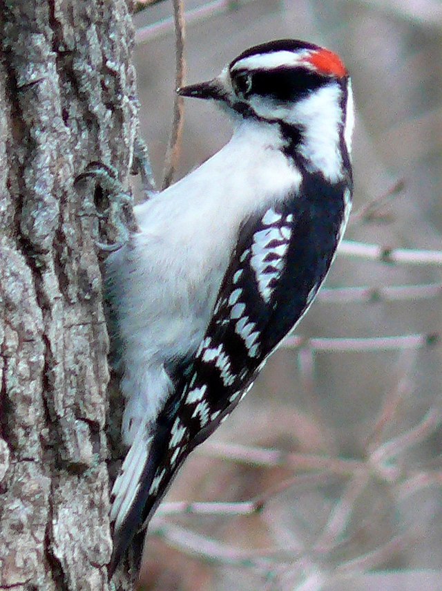 Downy Woodpecker 