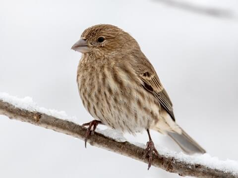 House Finch