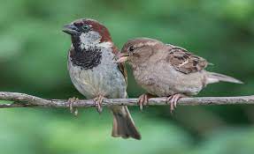 House Sparrow