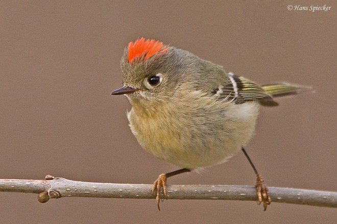 Ruby-crowned Kinglet