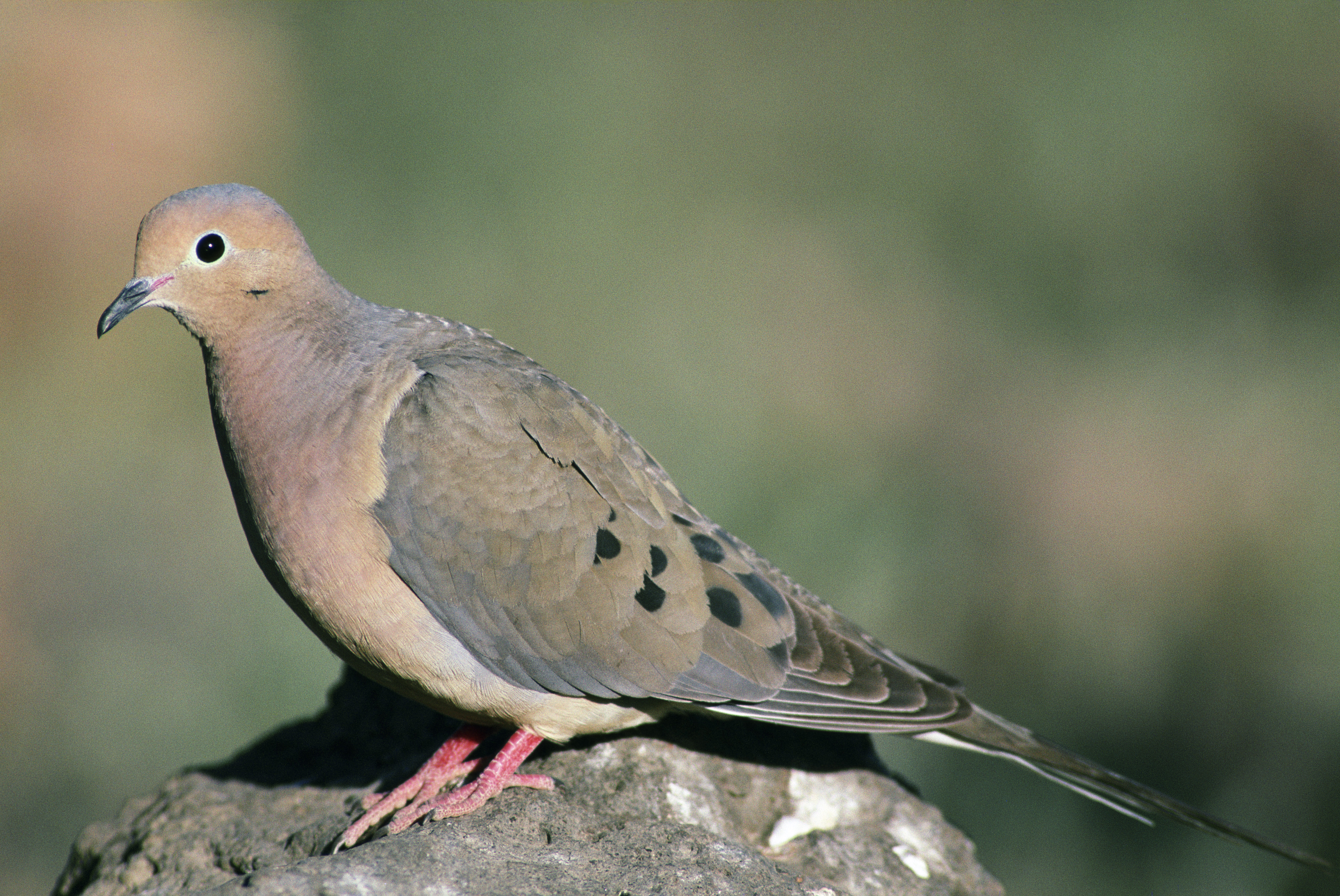 Mourning Dove