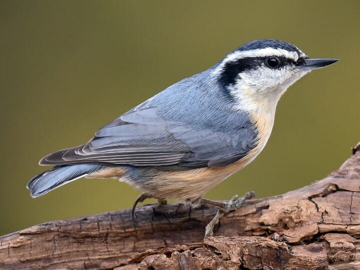 Red-Breasted Nuthatch