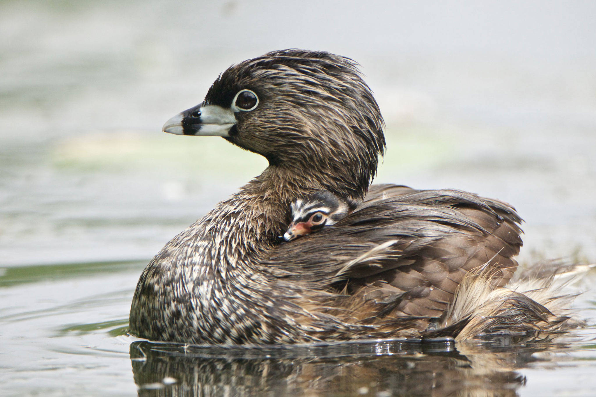 Pied-billed Grebe