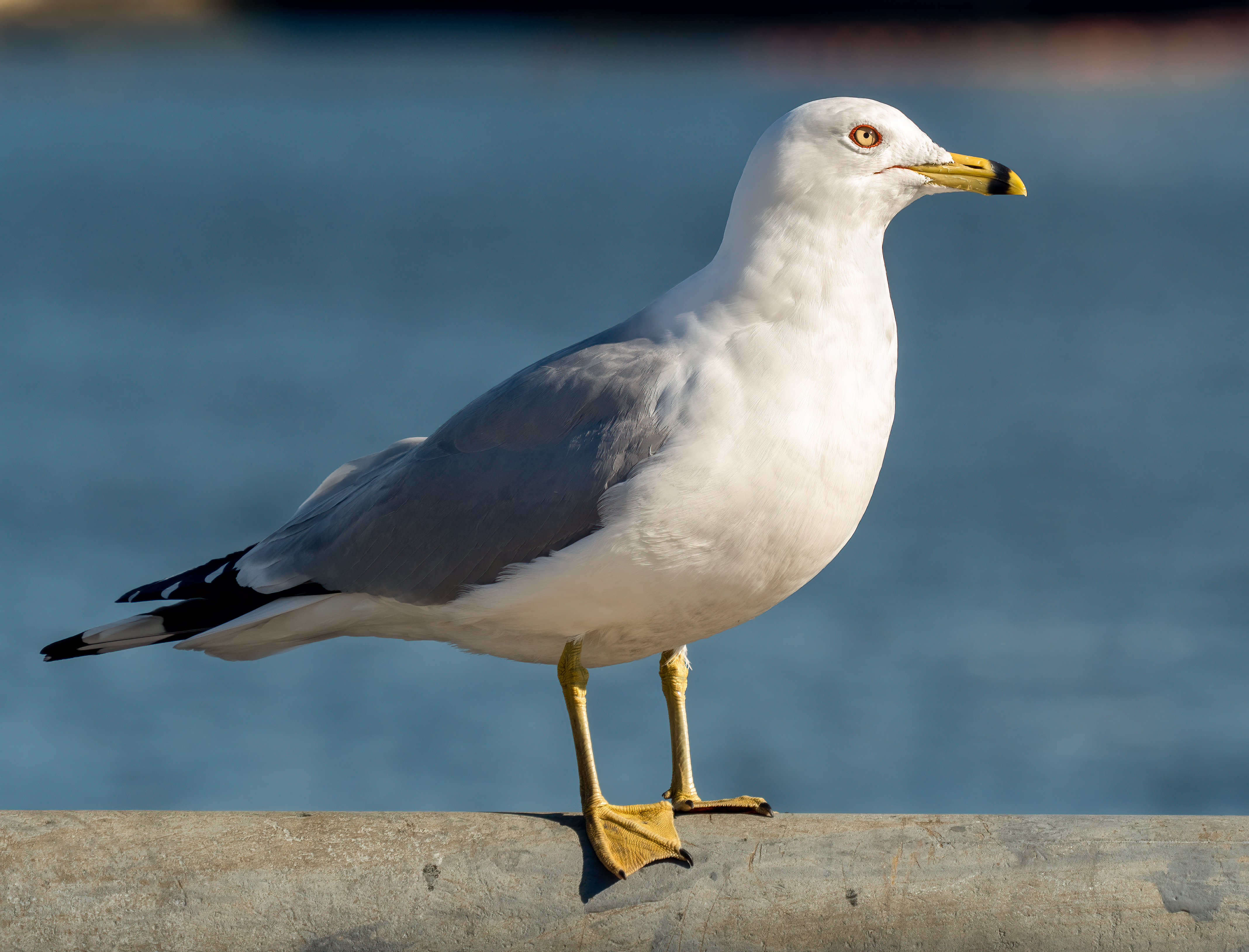 Ring-Billed Gull 