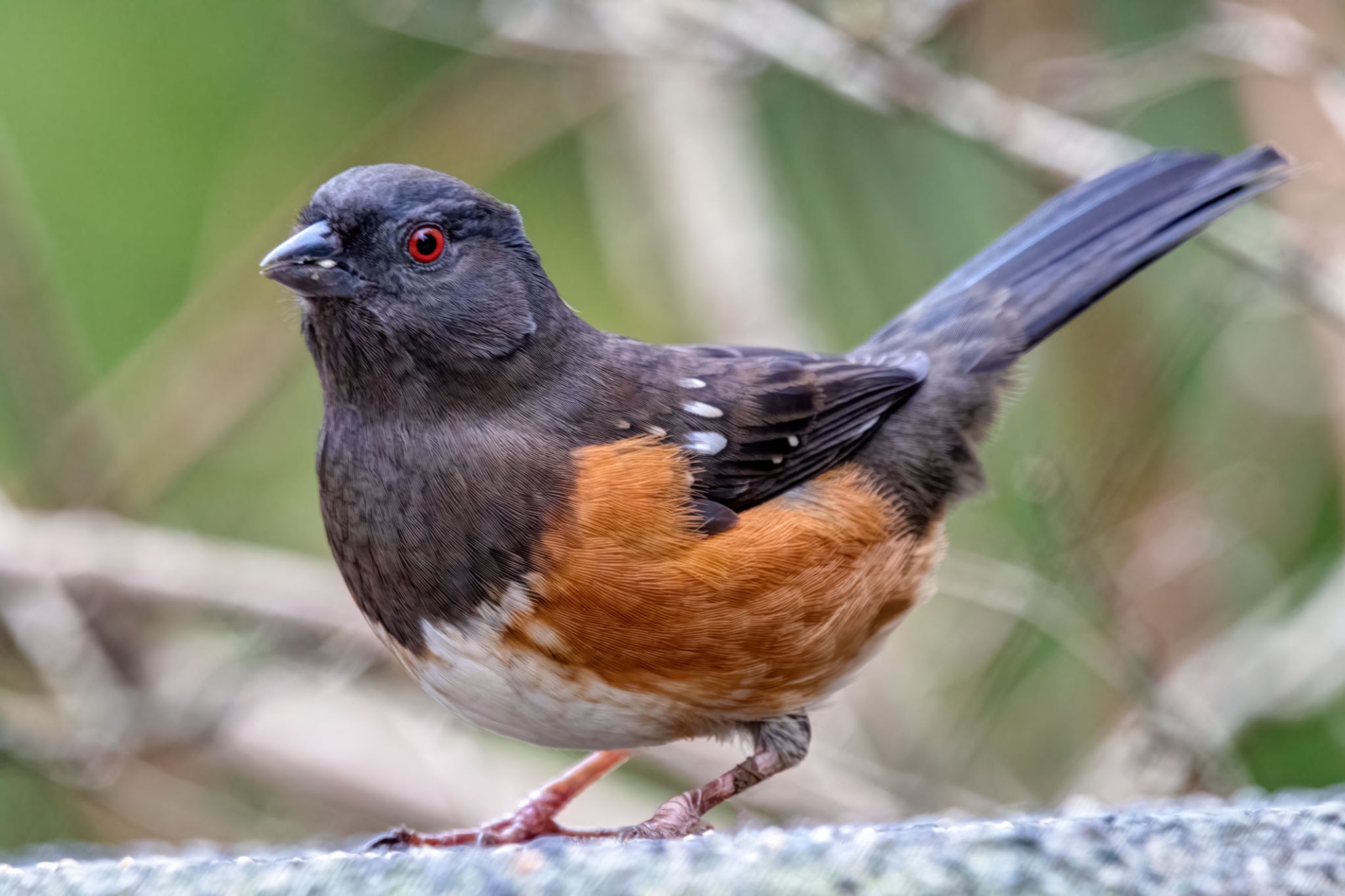 Spotted Towhee