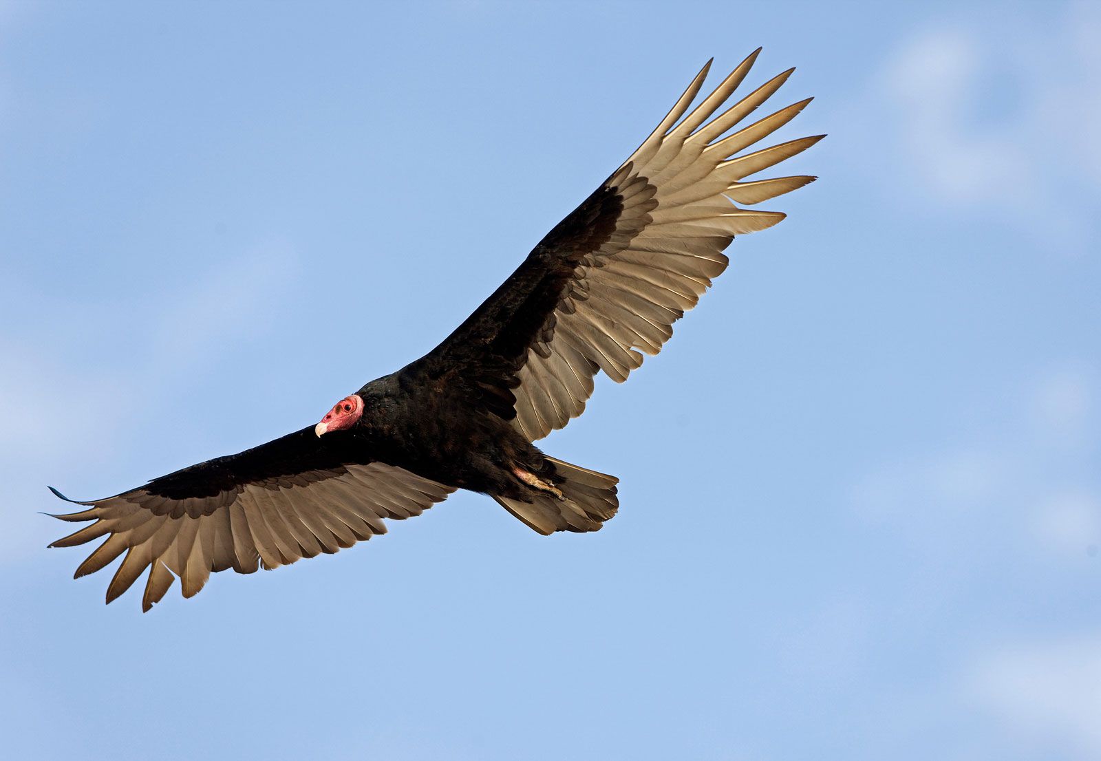 Turkey Vulture 