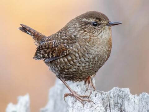 Winter Wren