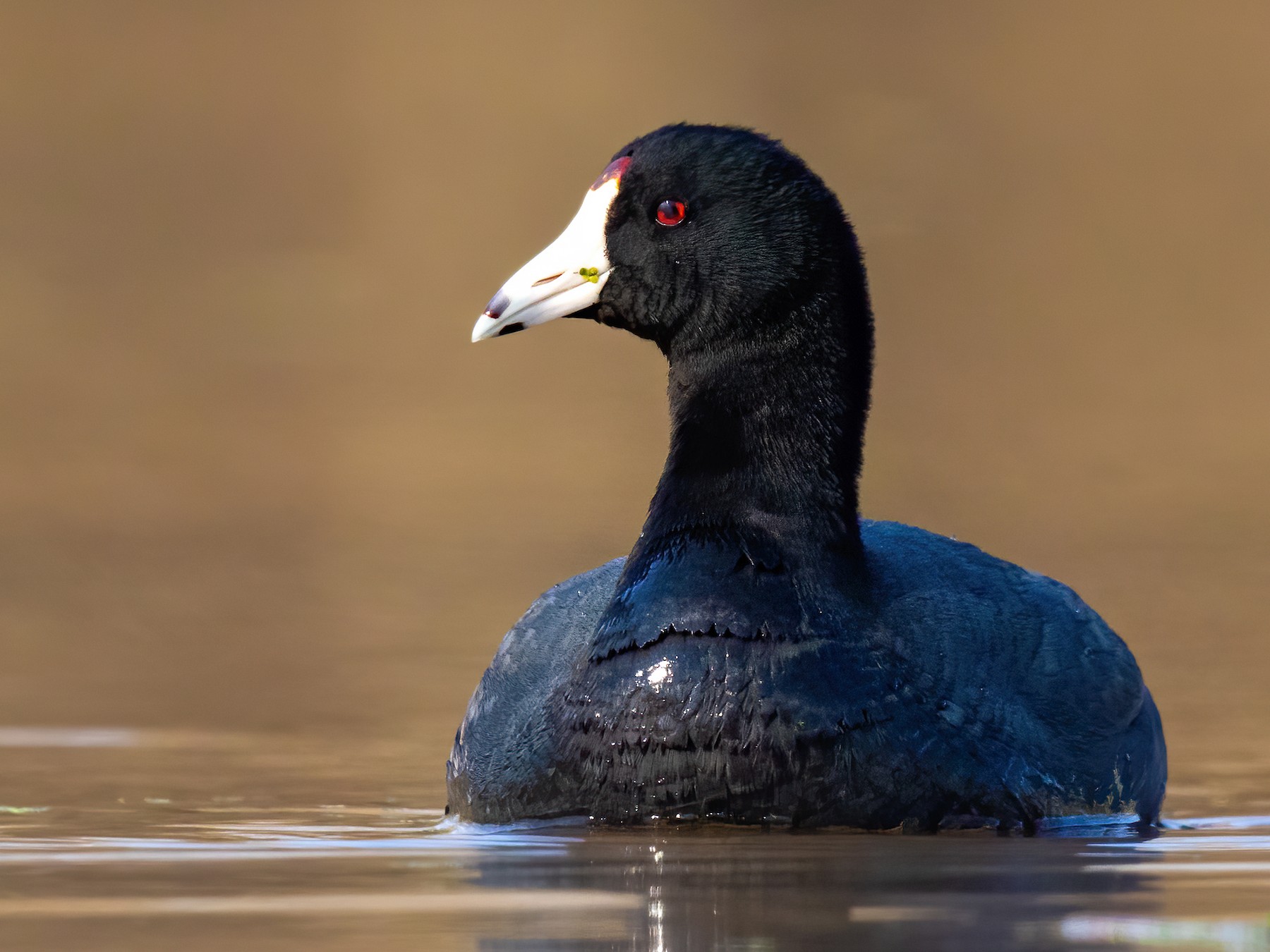 American Coot