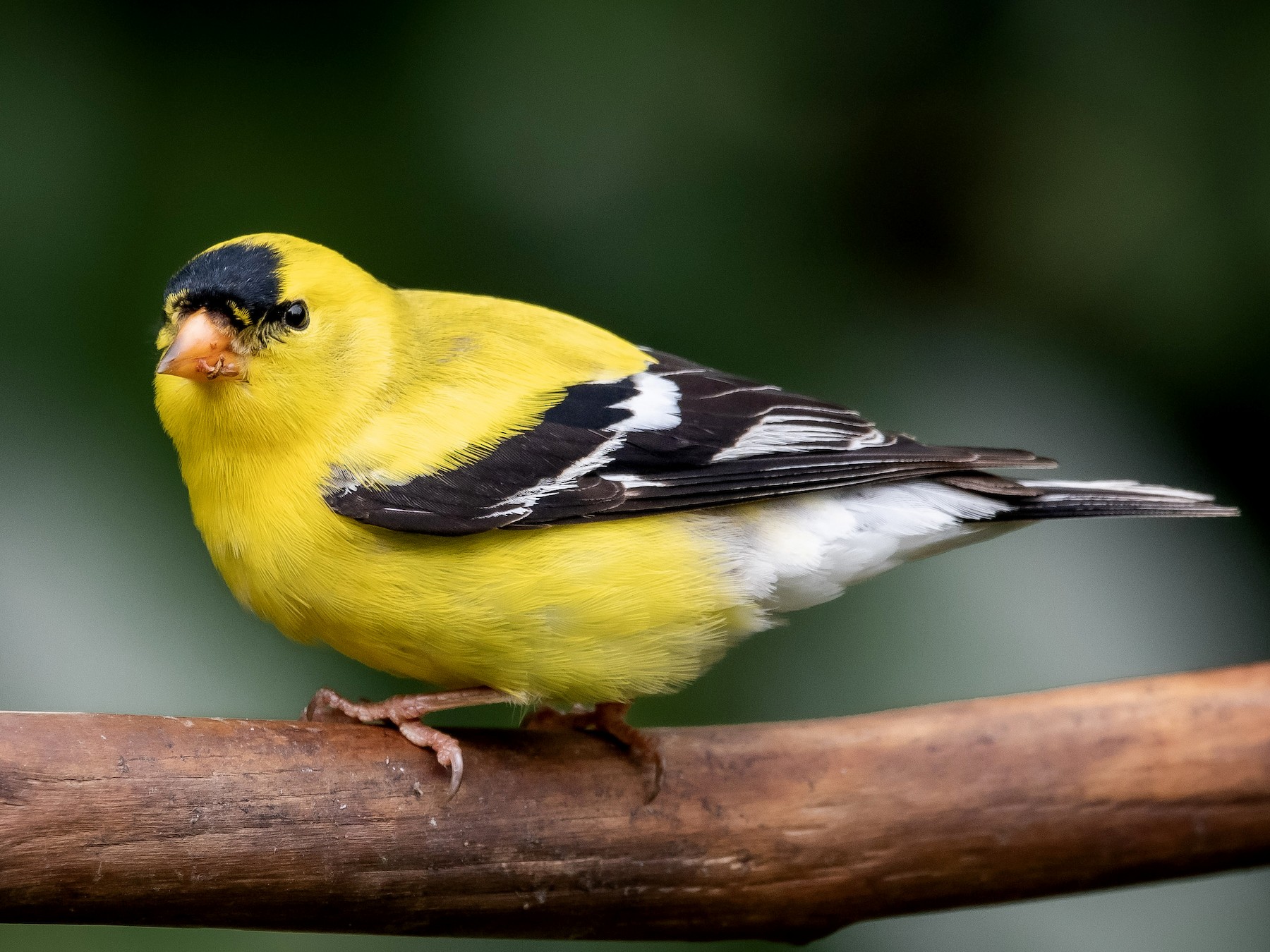 American Goldfinch