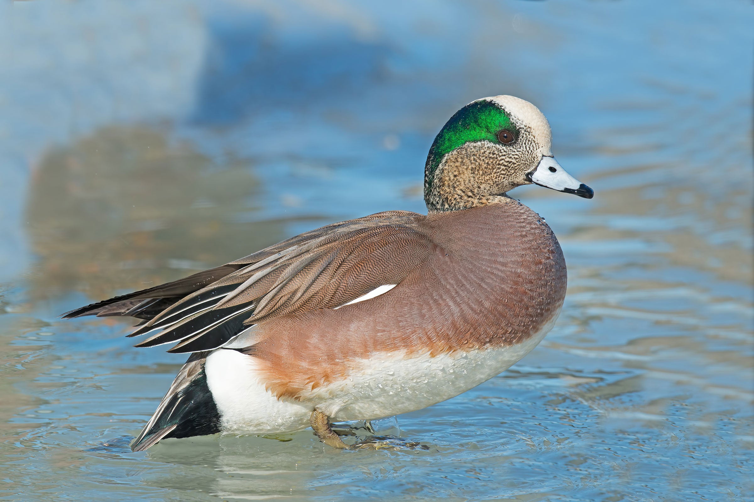 American Wigeon