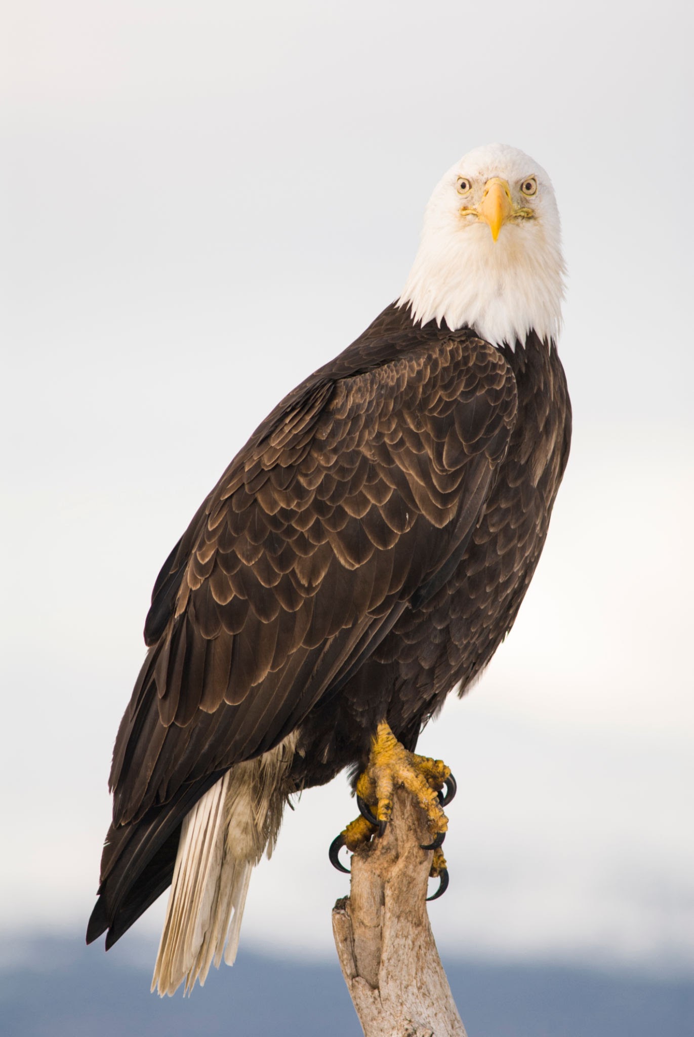 Bald Eagle