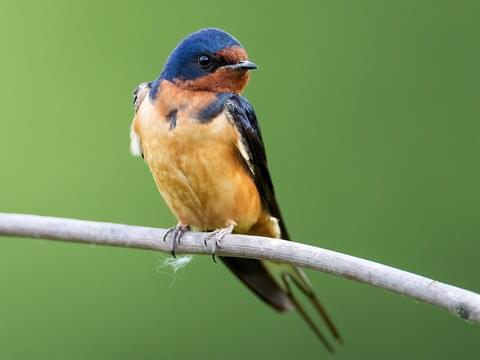 Barn Swallow