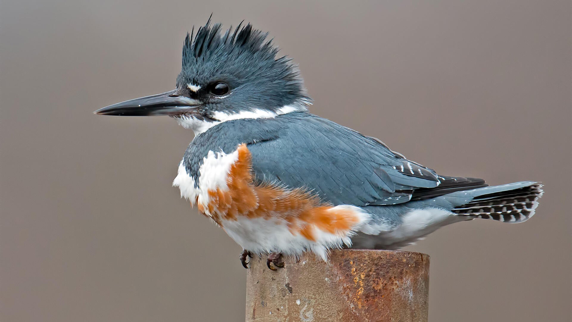 Belted Kingfisher