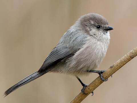 Bushtit