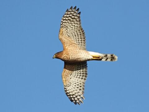 Coopers Hawk