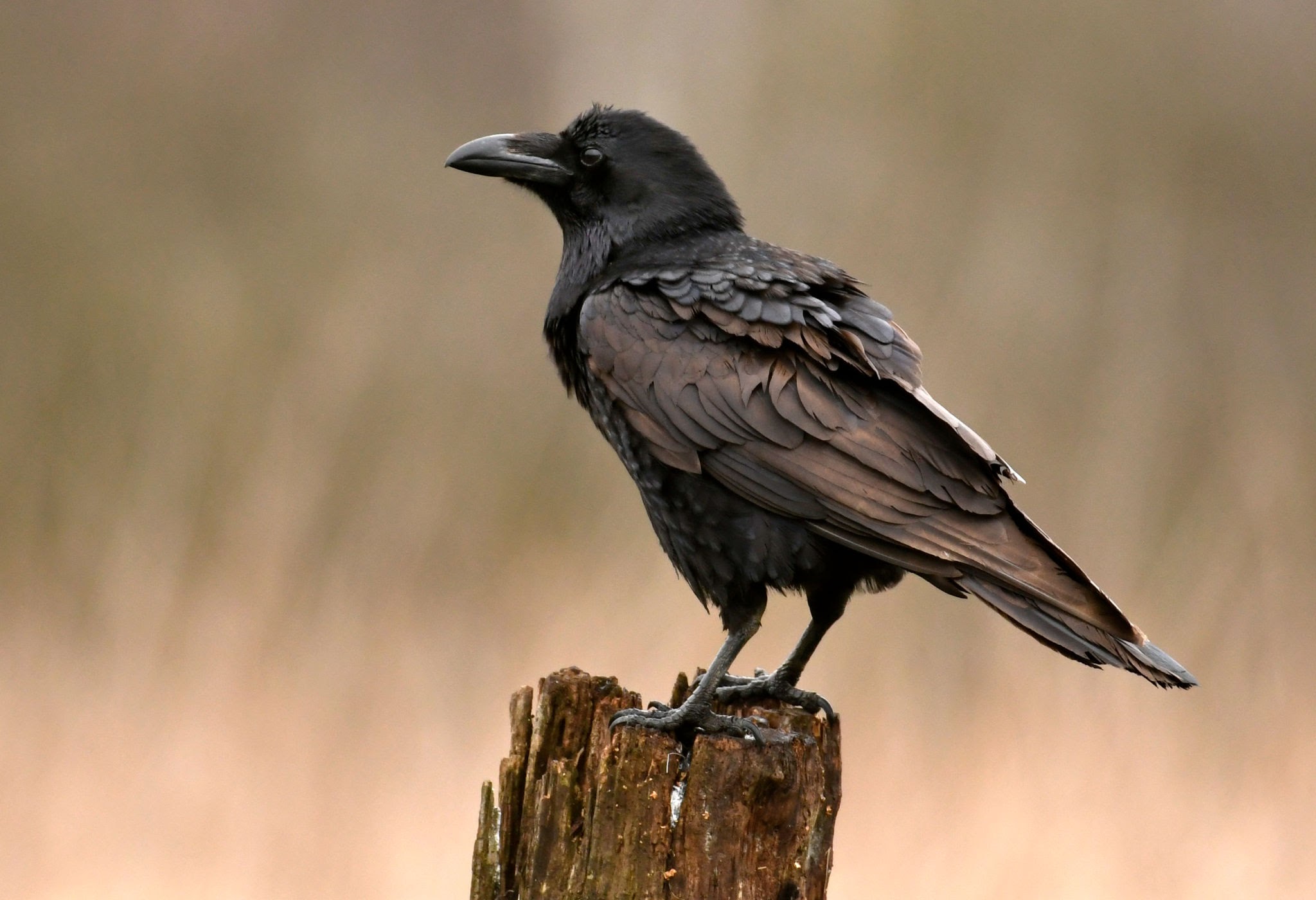 Crow