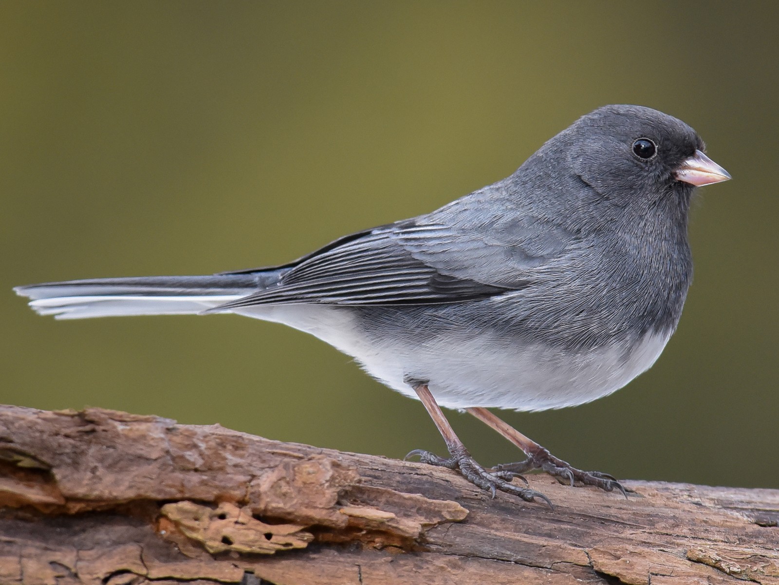 Dark-Eyed Junco