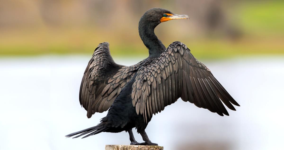 Double-crested Cormorant