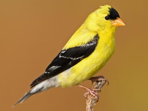 Gold Finches