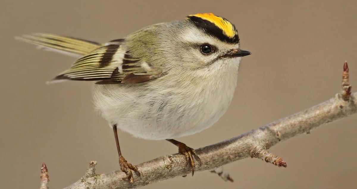 Golden-crowned Kinglet