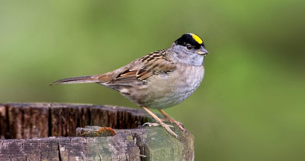 Golden-crowned Sparrow