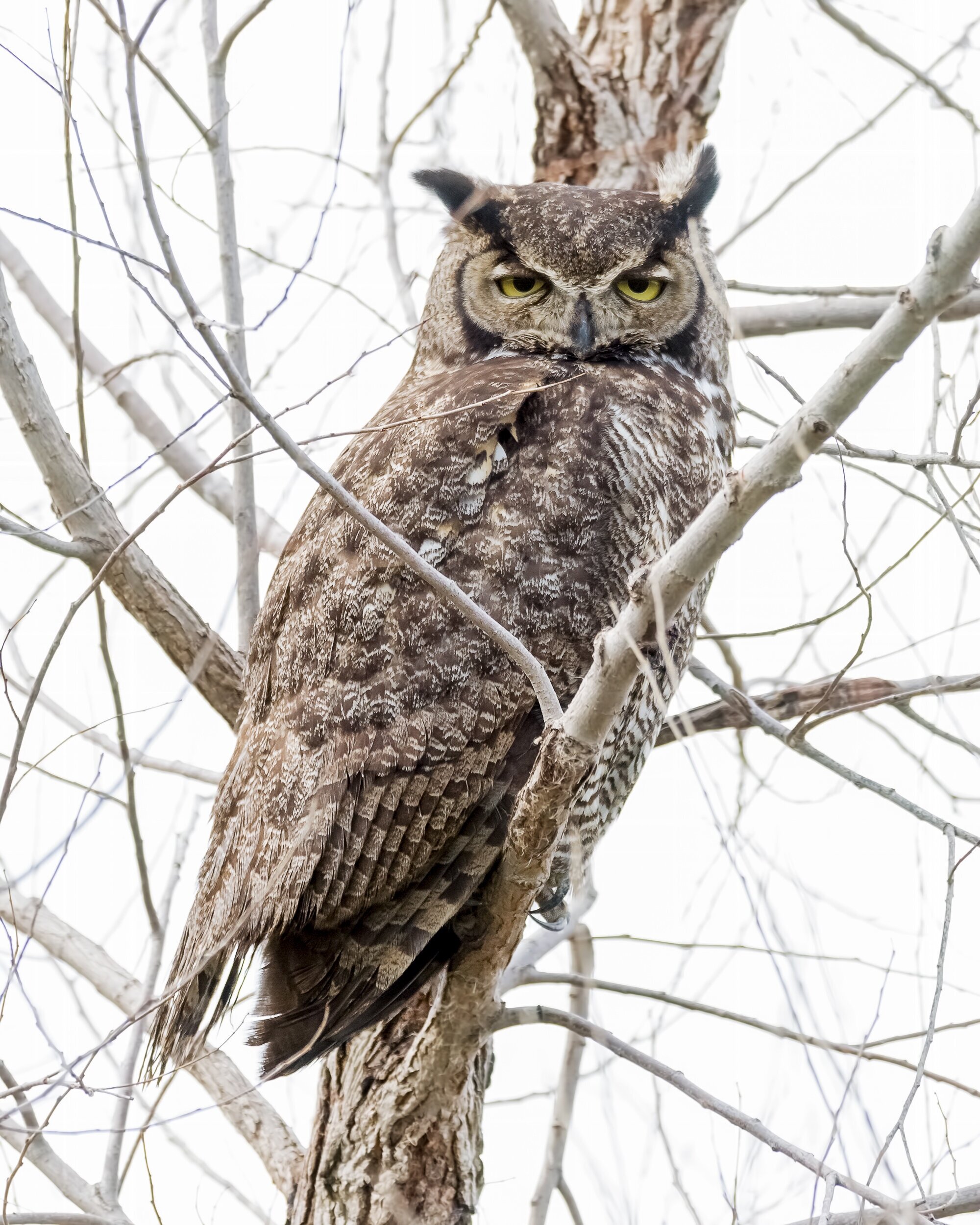 Great Horned Owl