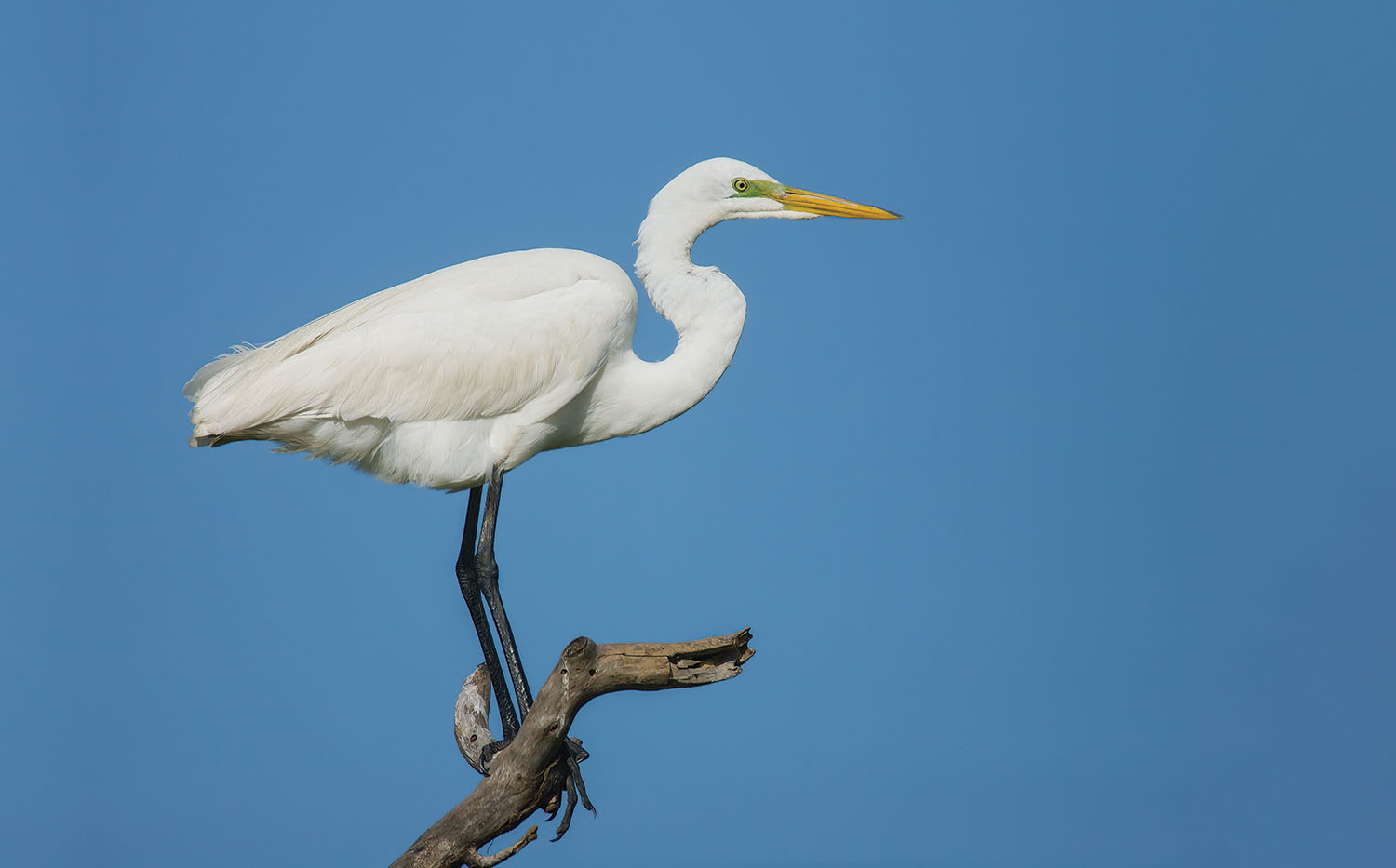 Great Egret