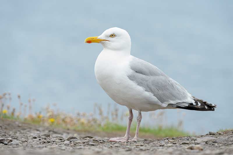 Herring Gull