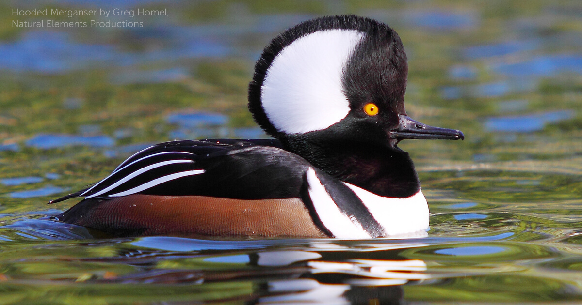 Hooded Merganser