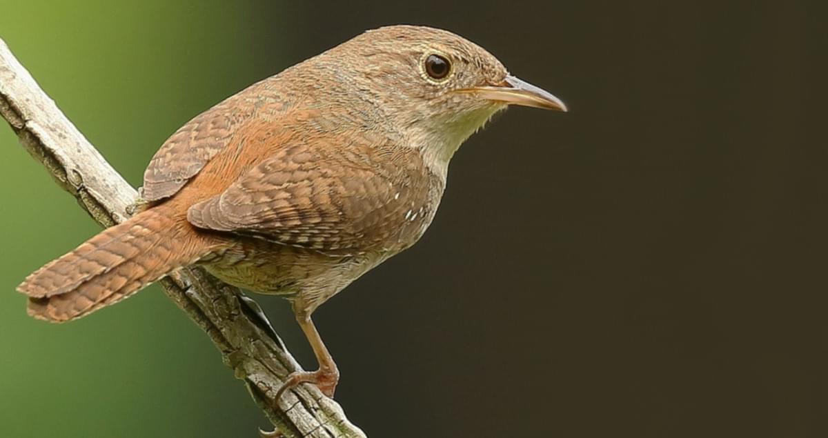 House Wren