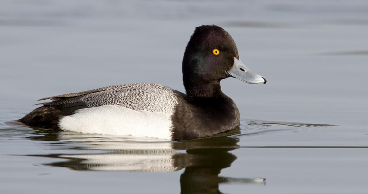 Lessor Scaup