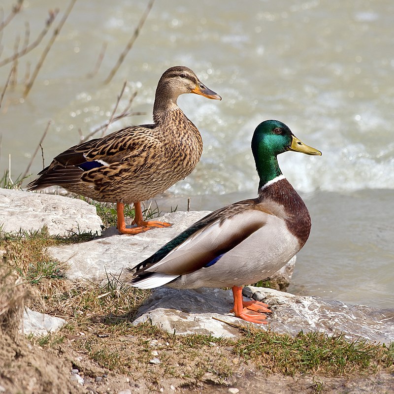 Mallard Duck