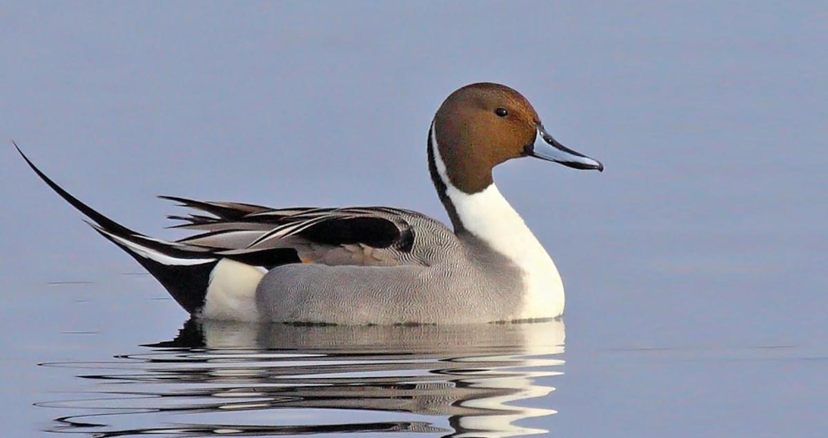 Northern Pintail