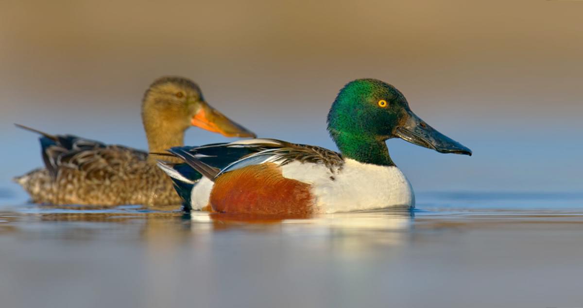 Northern Shoveler