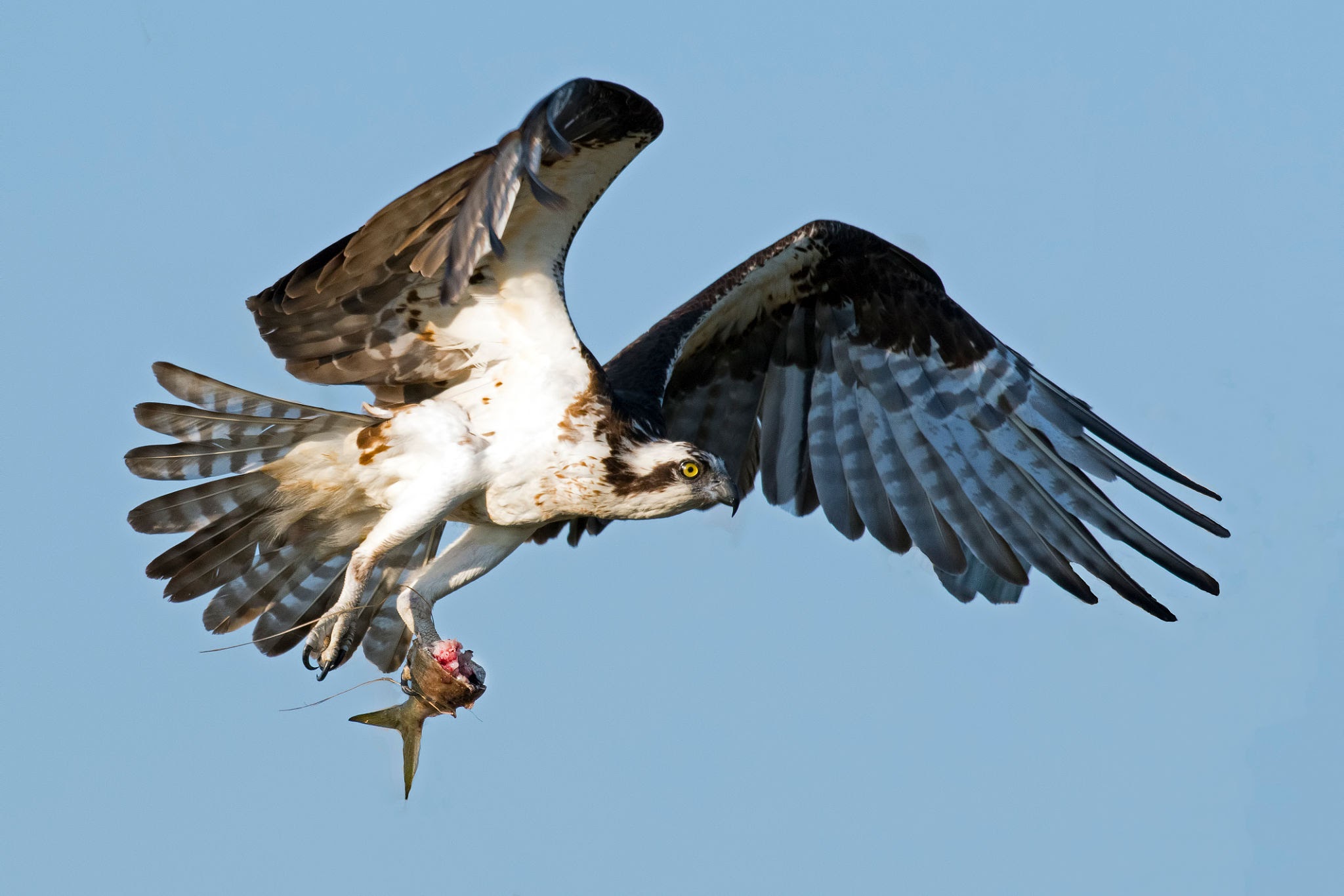 Osprey 