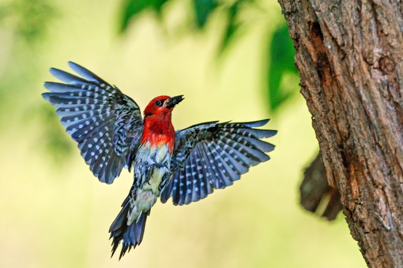 Red-Breasted Sapsucker