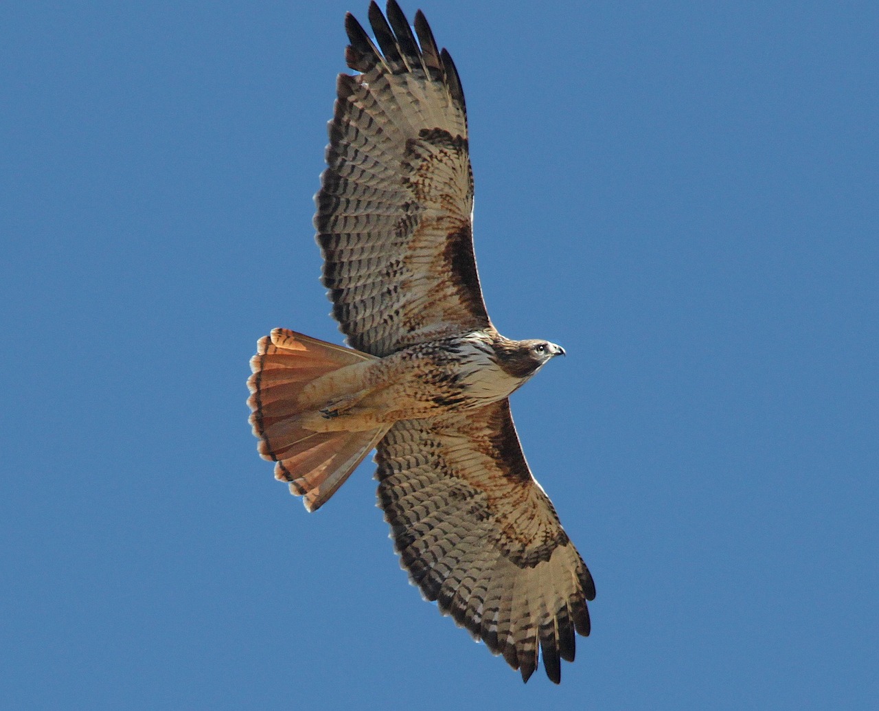 Red Tailed Hawk