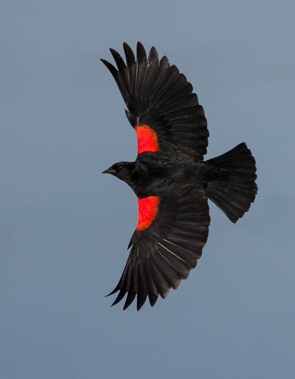 Red-Winged Blackbird