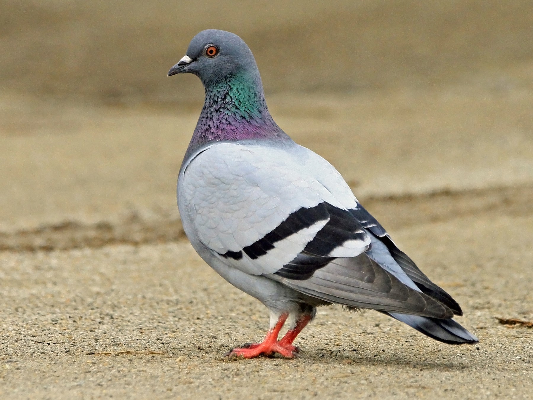 Rock Dove