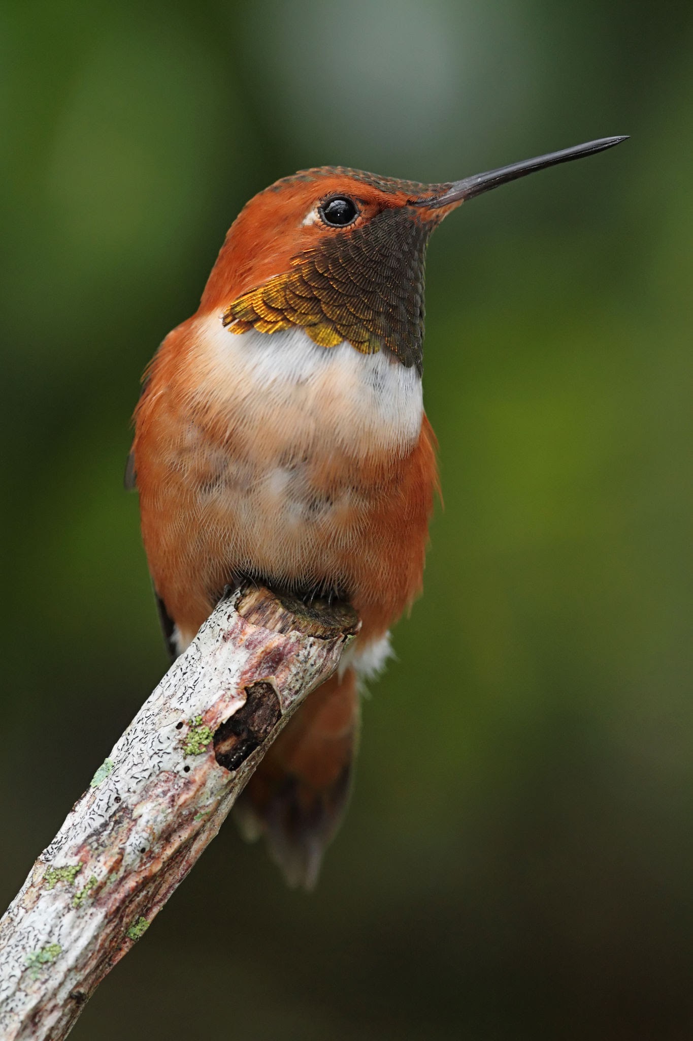 Rufous Hummingbird 