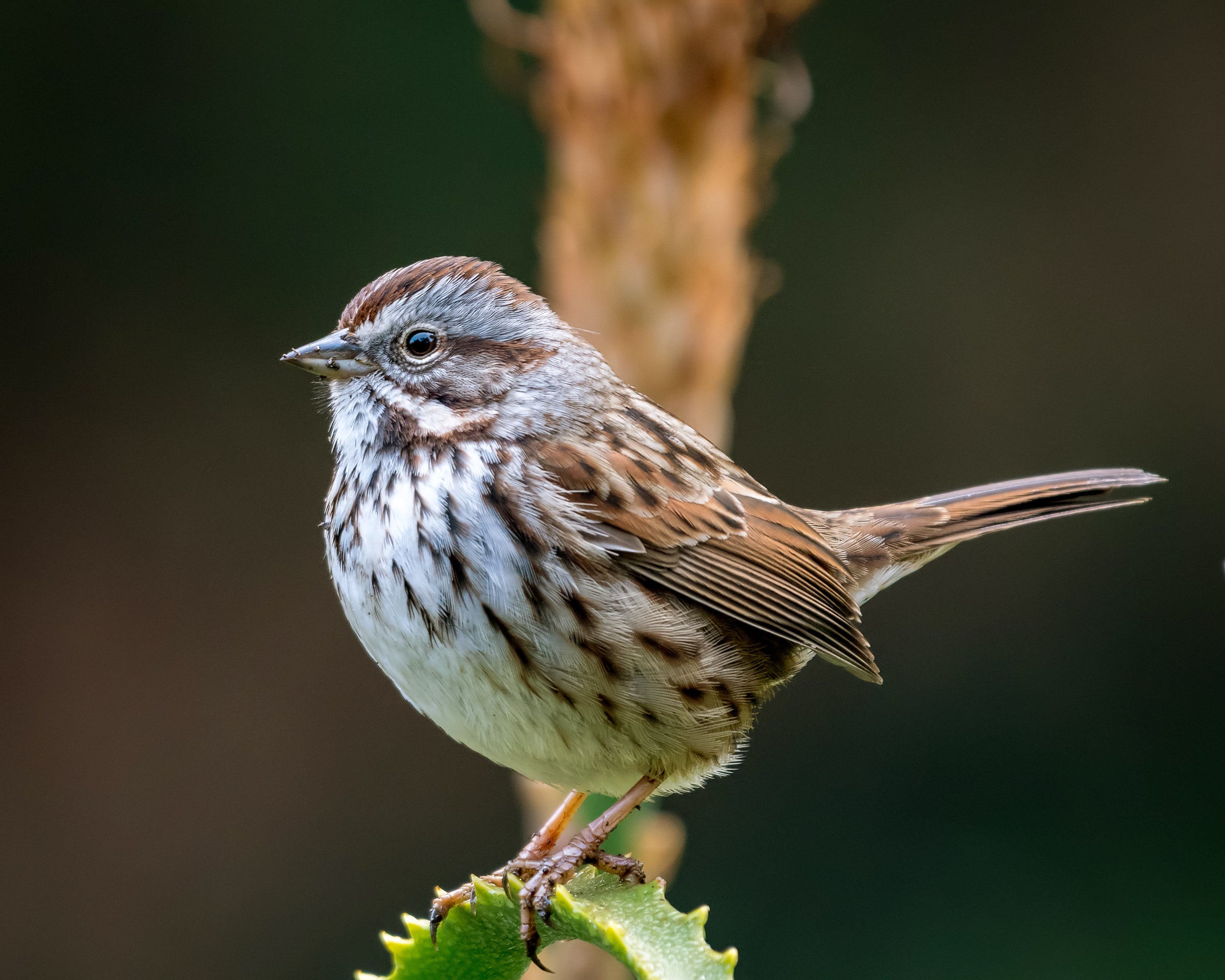 Song Sparrow