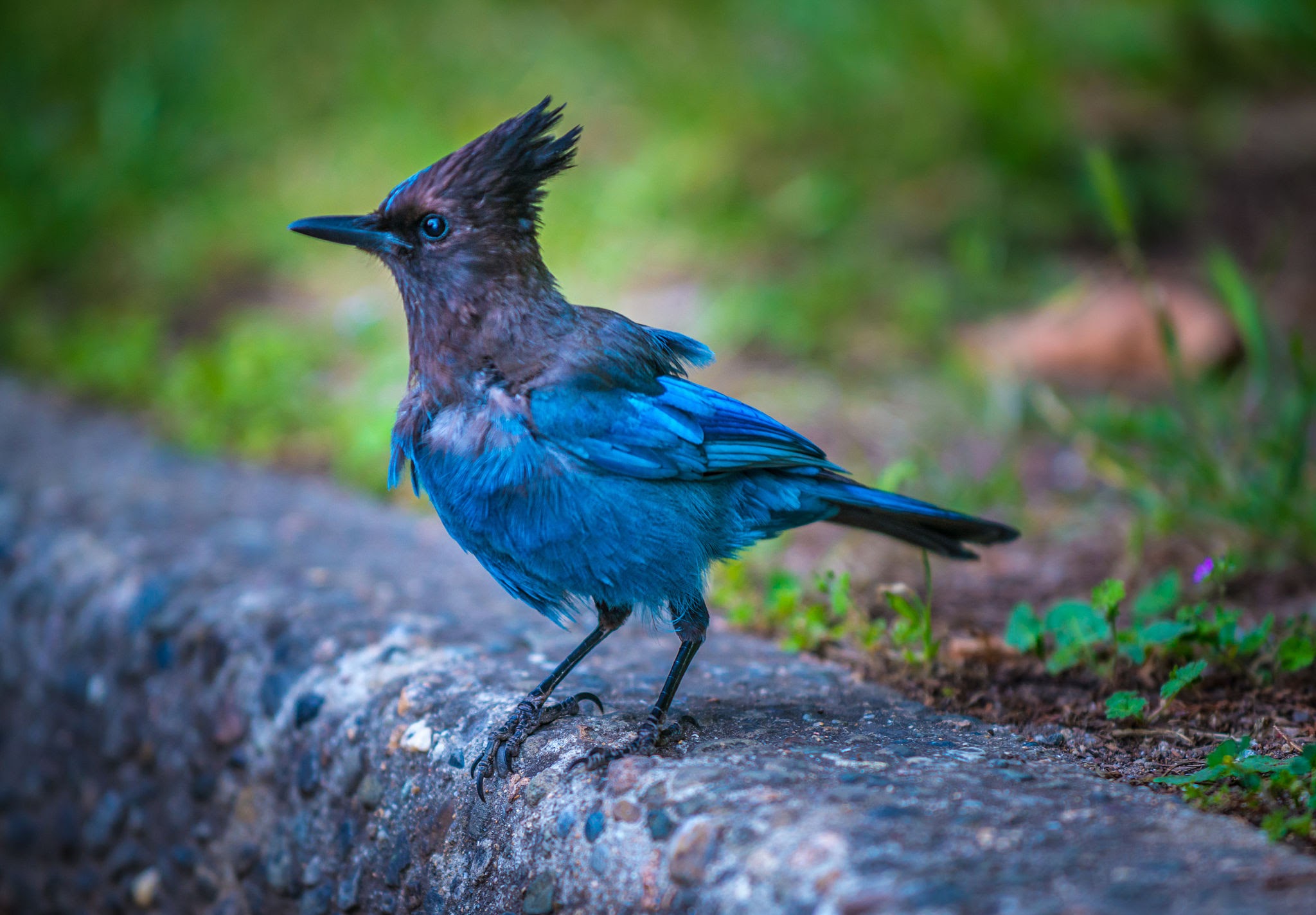 Stellers' Jay