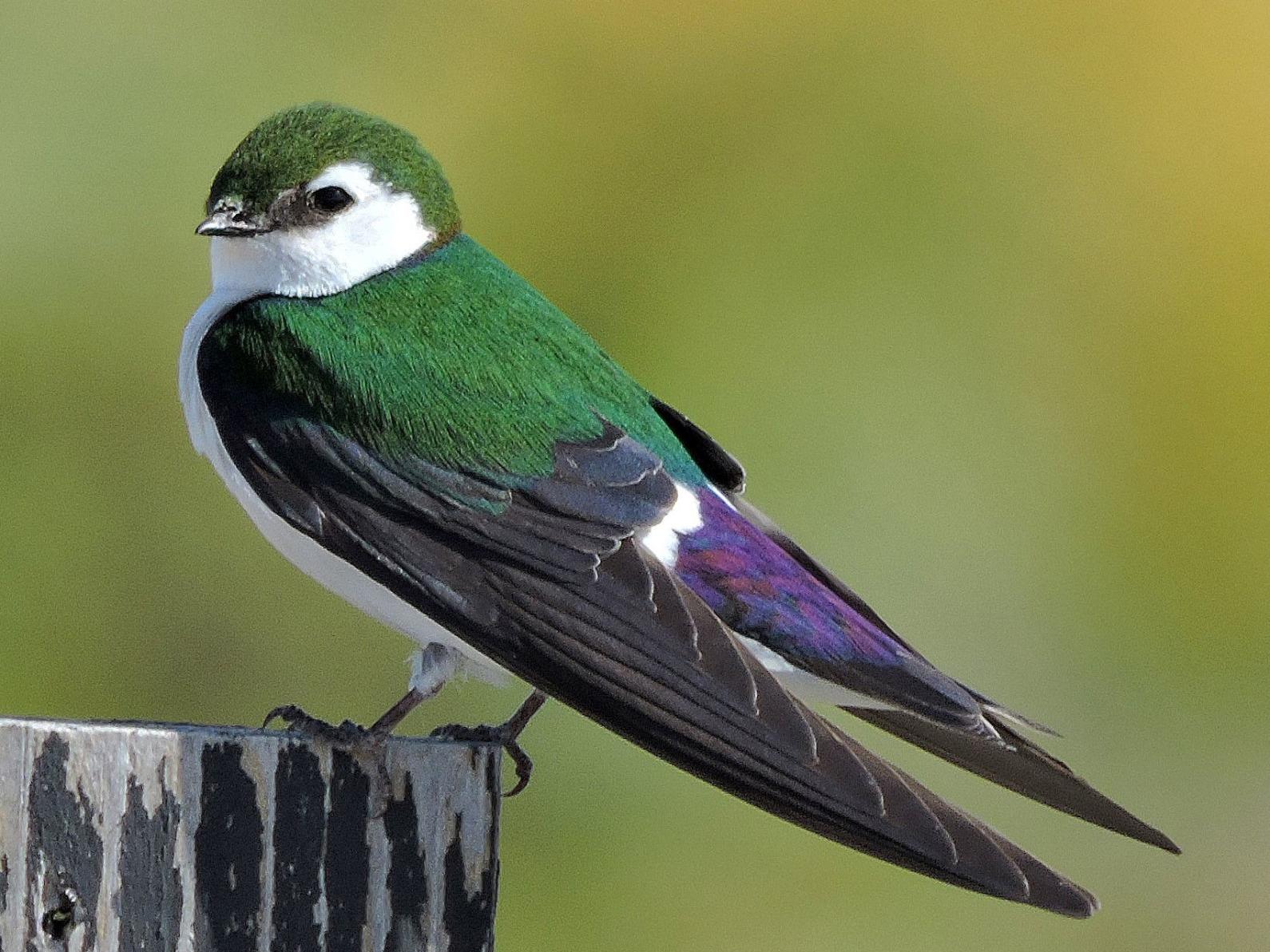 Violet Green Swallow